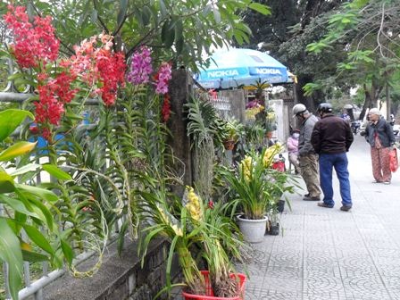 Phong lan đua sắc