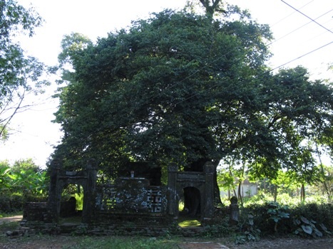 Cây thị hơn 700-800 năm tuổi ở giữa làng và miếu Cây Thị - của làng Phước Tích.