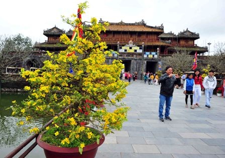 Mai vàng trong di tích nở hoa đẹp