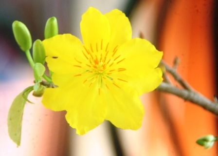 Mai vàng được coi là biểu tượng của Tết Nguyên đán và cũng là loài hoa đặc biệt ở Việt Nam. Với màu sắc tươi sáng và hình dáng đẹp mắt, hoa mai vàng chắc chắn sẽ thu hút sự quan tâm của bạn. Hãy xem bức ảnh này để tận hưởng vẻ đẹp tuyệt vời của hoa mai vàng.