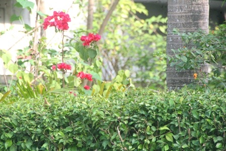 Hoa xuân khoe sắc bên hàng chè tàu