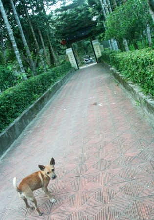 Lối từ nhà dẫn ra ngõ ở 1 nhà vườn tại vườn Phú Mộng - Kim Long