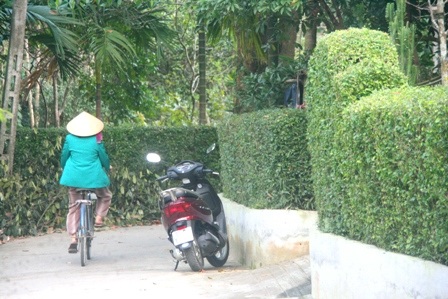 Những hình ảnh thân thương trong nhà vườn Huế vì có hàng chè tàu bao bọc hàng trăm năm qua