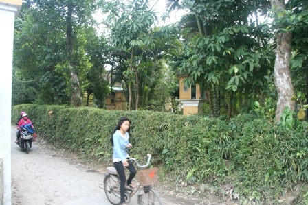 Lối đi, lối về của cuộc đời ngang qua chè tàu gợi nhớ bao ngày tháng xưa cũ đầy ắp tình cảm