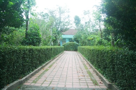 Những hình ảnh thân thương trong nhà vườn Huế vì có hàng chè tàu bao bọc hàng trăm năm qua