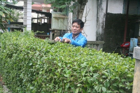 Cắt hàng rào chè tàu đón Tết