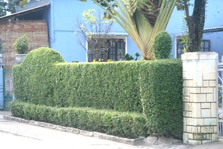 Tường bằng chè tàu tạo hình đẹp mắt