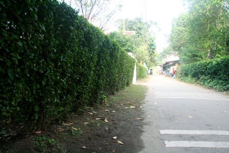 Con đường xanh với 2 hàng chè tàu 2 bên