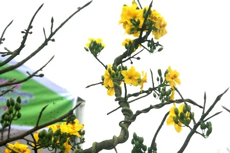 Bông mai trên đá nở tươi và có phần chất hơn với độ mỏng, độ tươi, màu hoa rất lạ.