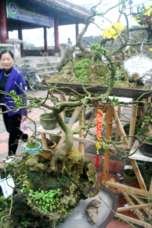 Một cây mai trồng trên khối đá xanh màu rêu của nghệ nhân Lam