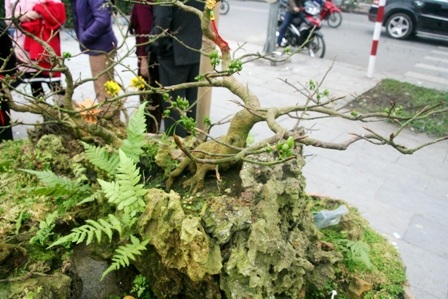 Từng cây mai được uốn đẹp và sống trên đá