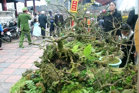 Có khoảng hơn 20 cây mai trồng trên đá tại gian trưng bày