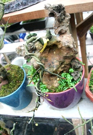 Một cây mai nhỏ vừa mới chung sống với đá cách đây vài năm