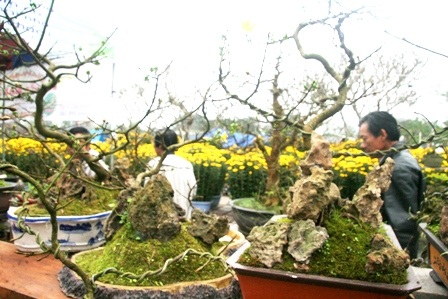 2 cây mai đá thế đẹp