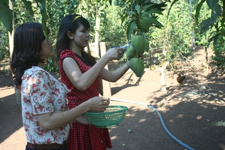 Hái “đặc sản” vườn làm mâm ngũ quả - 1 Cắt xoài trong vườn nhà