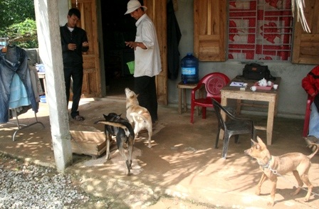 Những chú chó Phú Quốc đầu tiên ở Huế - 1 3 con chó Phú Quốc tại nhà anh Rin