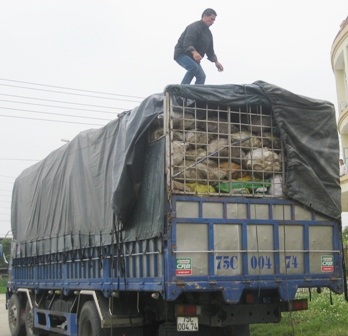 Chiếc xe chở 15 tấn xương động vật thối mà vẫn có giấy kiểm dịch