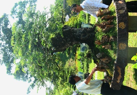 Trình làng cây cảnh quý tại vườn thượng uyển vua Nguyễn xưa - 9 Khách tham quan thích thú chiêm ngưỡng cây khế cổ thụ