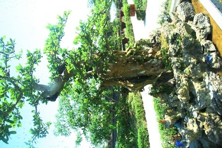 Trình làng cây cảnh quý tại vườn thượng uyển vua Nguyễn xưa - 10 Bằng lăng núi