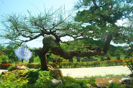 Trình làng cây cảnh quý tại vườn thượng uyển vua Nguyễn xưa - 13 Tiểu cảnh dương