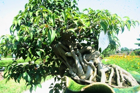 Trình làng cây cảnh quý tại vườn thượng uyển vua Nguyễn xưa - 14 Nhiều cây cảnh rất độc đáo có trong vườn