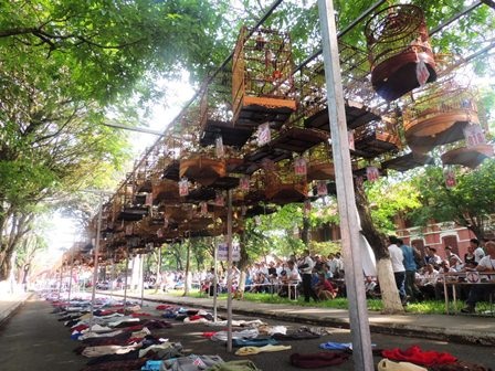 500 chú chim chào mào tụ hội thi tài - 3 Hơn 500 chú chim thi tài làm cả sân trường rộn tiếng chim líu lo