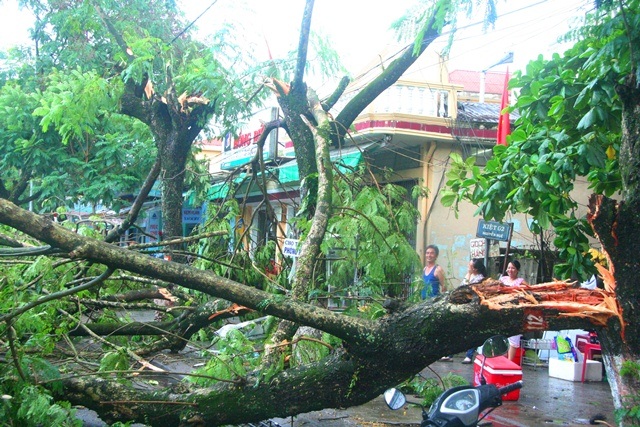 Nhiều cây cổ thụ gãy đổ la liệt sau trận gió lốc, mưa đá - 6 3 cây phượng cổ khác tuổi cũng xấp xỉ trăm tuổi đổ gãy ở đường Nguyễn Huệ