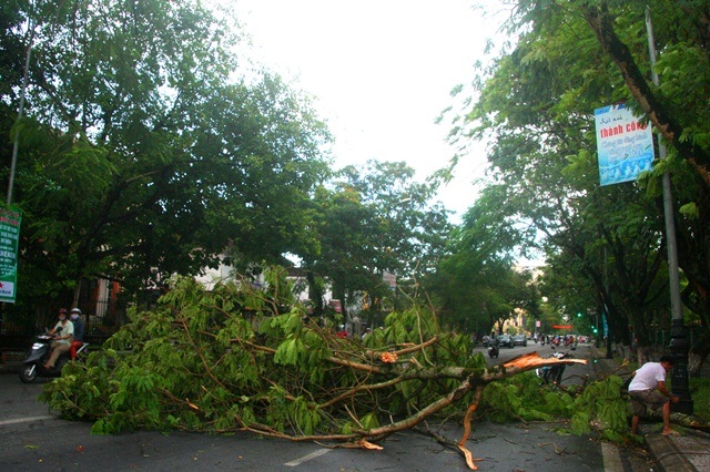 Nhiều cây cổ thụ gãy đổ la liệt sau trận gió lốc, mưa đá - 8 Nhiều cây khác cùng chung số phận