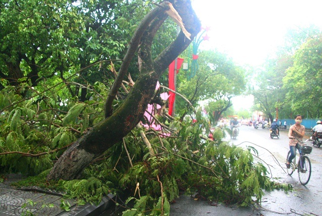 Nhiều cây cổ thụ gãy đổ la liệt sau trận gió lốc, mưa đá - 2 1 cây phượng già bị gãy trên đường Lê Lợi