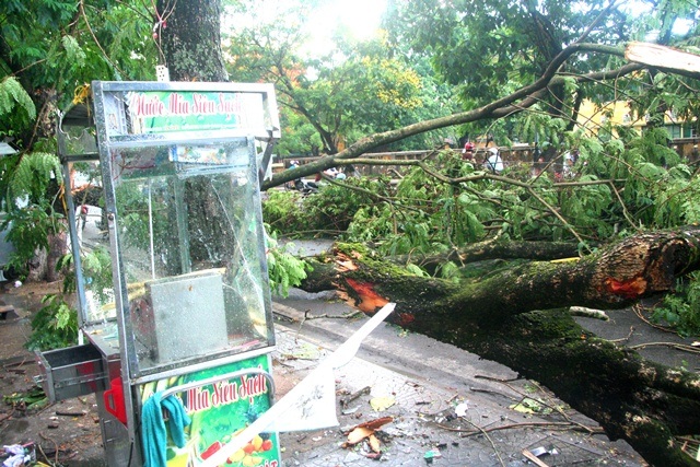 Hai người bị cây đè gãy cổ - 2 Cây gãy đã làm nhiều xe nước mía bên vỉa hè đường Nguyễn Huệ hư hỏng nặng