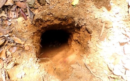 Chạm trán “vàng tặc” trên đỉnh núi - 2 Một lỗ vàng vừa mới đào với dấu đất còn rất mới