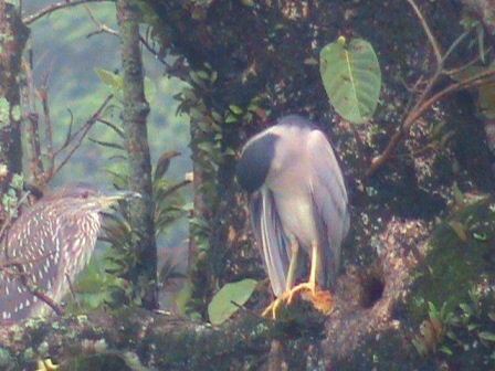 Đàn vạc "lạ" trong Đại Nội Huế tăng đến hàng ngàn con - 4 1 chú vạc đang rỉa lông cánh bị ướt sau khi đi săn cá dưới hồ.