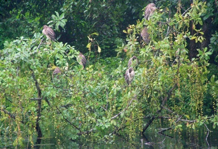 Đàn vạc "lạ" trong Đại Nội Huế tăng đến hàng ngàn con - 1 Trên mỗi nhánh cây đều có nhiều vạc đứng