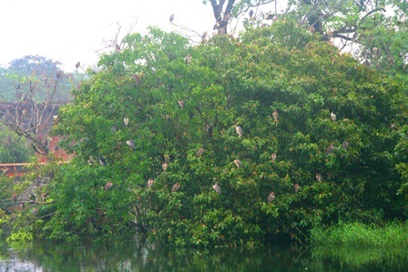 Đàn vạc "lạ" trong Đại Nội Huế tăng đến hàng ngàn con - 2 Những bụi cây với vạc đậu dày đặc