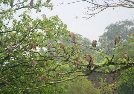 Đàn vạc "lạ" trong Đại Nội Huế tăng đến hàng ngàn con - 3 1 chú vạc đang rỉa lông cánh bị ướt sau khi đi săn cá dưới hồ.