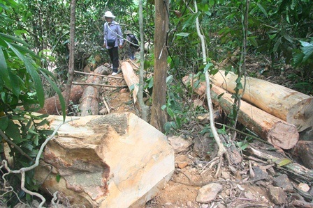 Rừng lâu năm bị phá, kiểm lâm... không biết (!) - 6 Nhiều cây to đã bị đốn hạ dễ dàng