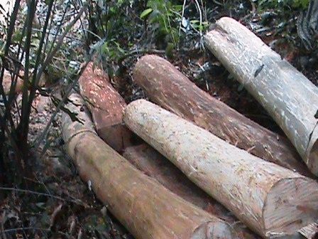 Rừng lâu năm bị phá, kiểm lâm... không biết (!) - 7 Và chất thành đống, chỉ chờ vận chuyển