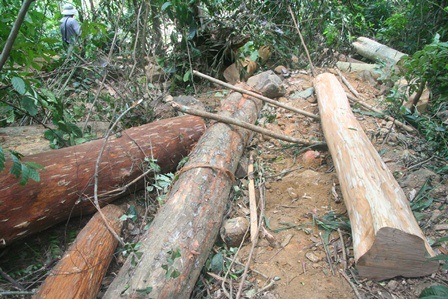 Rừng lâu năm bị phá, kiểm lâm... không biết (!) - 8 Các đòn bẩy để đẩy cây từ khu vực khai thác xuống dốc