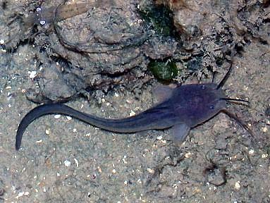 Cá ngát giống cá trê và rất nguy hiểm bởi nọc độc từ các ngạnh của nó (ảnh: Internet)