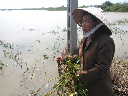 Nhiều địa phương mong lũ "tới tầm" để... diệt chuột - 2 Ông Đỗ Tác cho biết lụt đến, bà con rất mong chờ.