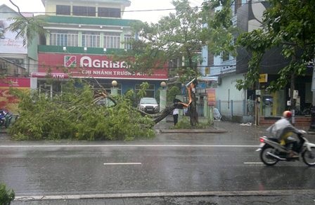 Những hình ảnh đầu tiên của cơn bão số 10 - 4 Một cây lớn đổ trên đường Nguyễn Huệ