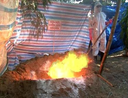 Hàng ngàn con gà chết trong 1 tuần vì dịch tả - 1 Tiêu hủy gà bị chết tại huyện Quảng Điền