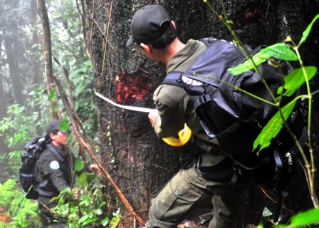 Phát hiện cây gõ mật quý hiếm thuộc hàng đại thụ - 1 Phát hiện cây gõ mật quý hiếm thuộc hàng đại thụ