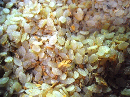 Lạ miệng cốm nếp Huế - 2 Nguyên liệu chính của bánh là cốm nếp già