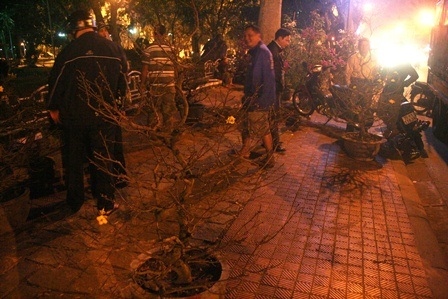 Mai vẫn còn. Khá nhiều cây mai năm nay ít hoa do tiết trời lạnh kéo dài