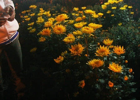 Các chợ hoa đồng loạt “xả” hàng ngày cuối năm