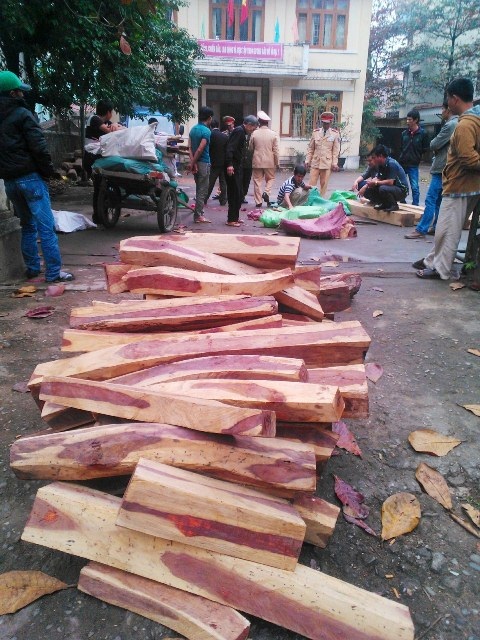 Gỗ nhiều được đưa xuống trụ sở Hạt kiểm lâm TP Huế rải từ cổng vào sân