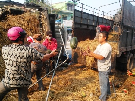 Dân giúp tài xế thu gom 10 tấn dưa hấu đổ ra đường - 2 Người dân giúp nhà xe nhặt dưa lên xe tải nhỏ hơn