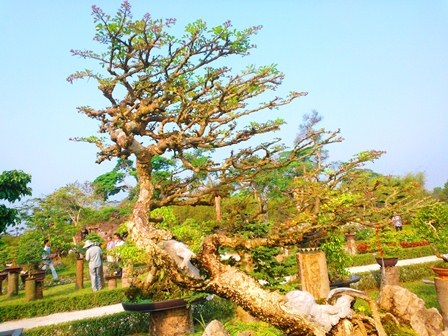 Tiểu cảnh Cần thăng