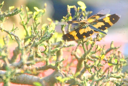 Một chú chuồn chuồn cánh lạ khoe sắc cùng cây Duối